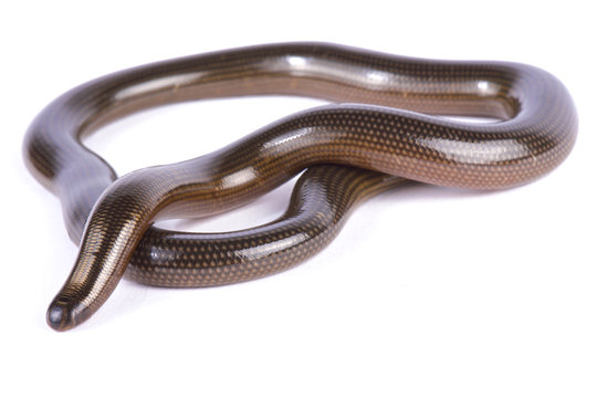Lineolate blind snake, Afrotyphlopinae lineolatus