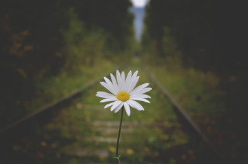 цветы рамашка