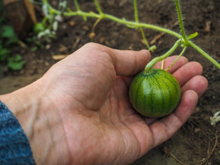Greenhouse cultivation of watermelon. Hand holding a small growing watermelon.
