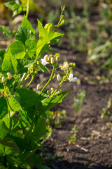 Beans blossom in garden