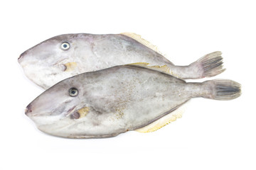 Fototapeta premium Filefish, Thread-sail filefish,