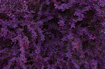 Obraz na płótnie Canvas Background of purple bright small leaves