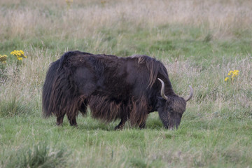 domesticated yak, Bos grunniens