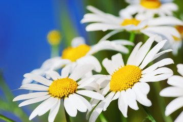 Obraz premium Chamomile among flowers