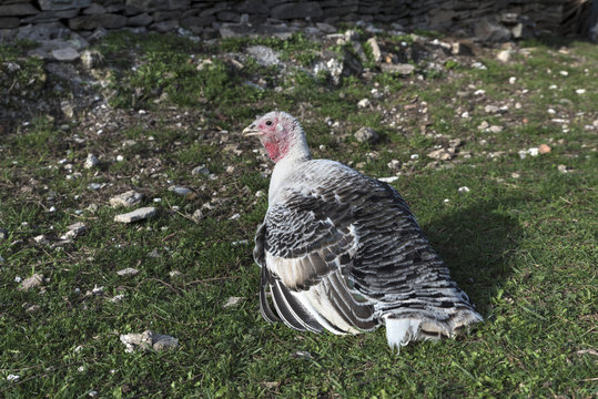 Turkey Domestic Bird On the Ground