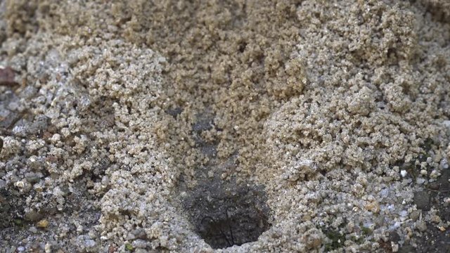 Tarantula Hawk Exiting Spider's Burrow