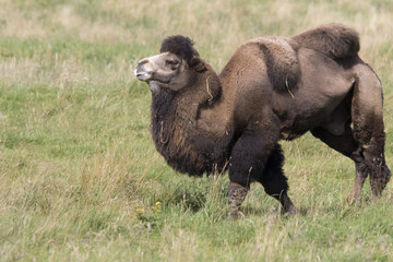 bactrian camel, Camelus bactrianus