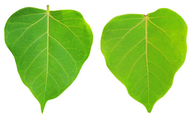 young bo leaf on isolate and white background and with clipping path