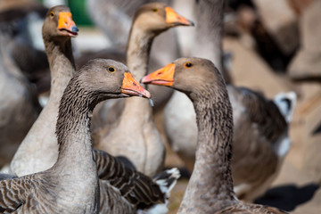 Domestic geese on traditional farm