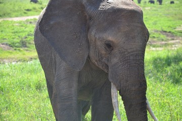 Fototapeta premium baby elephant - Tanzania