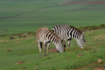 zebras eating - Tanzania