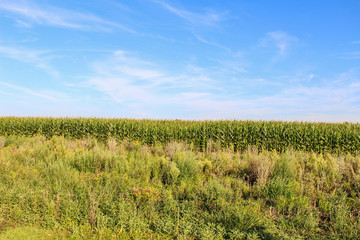 Corn fields in Germany