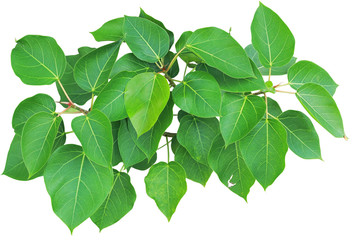 young bo leaf on isolate and white background and with clipping path