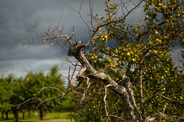 Dark Orchard