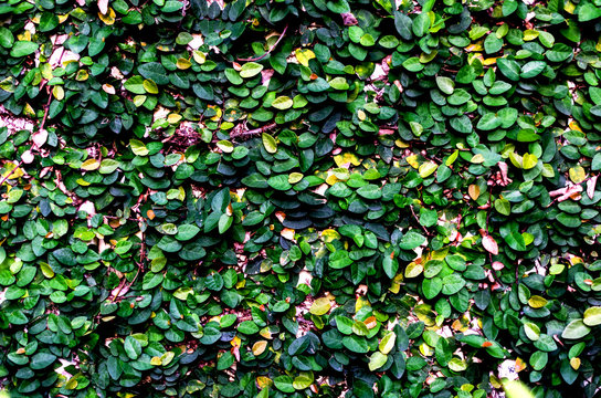 Plant wall