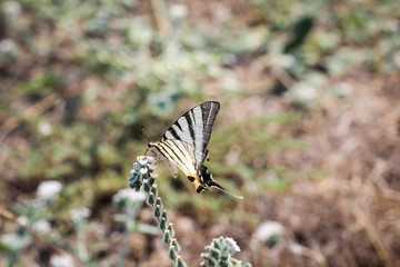 Segelfalter auf Blüten