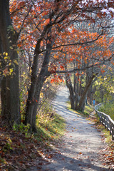 Fototapeta premium fall trail