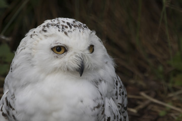 snowy owl, Bubo scandiacus