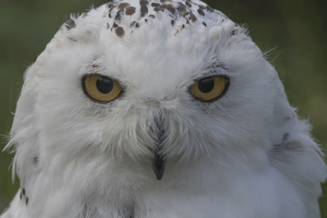 Obraz premium snowy owl, Bubo scandiacus