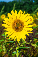 Closeup of a sunflower head growing  in the field