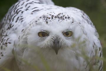 snowy owl, Bubo scandiacus