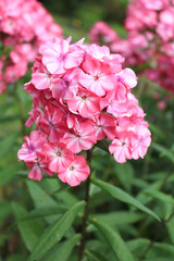 Phlox beautiful flowering garden herbaceous plants