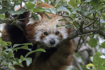 red panda, Ailurus fulgens