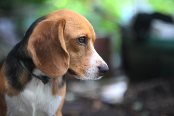 Portrait of a beagle dog outdoor.