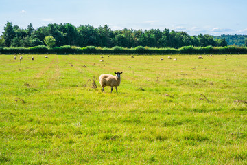 English countryside in Norfolk. Sheep grazing in a meadow.