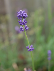 Lavender smell that relieves anxiety and dissatisfaction, irritation