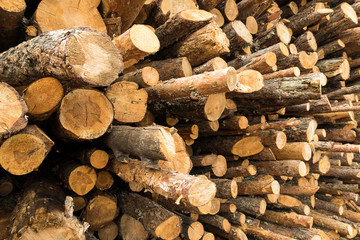 Tree trunks stacked
