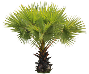 young Betel palm on isolate background and clipping path