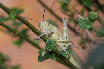 Grasshopper 4437