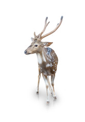 The chital or spotted deer isolated on white background(clipping path)