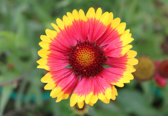 Gaillardia ornamental plants of the family of asters