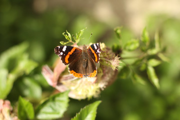 Schmetterling