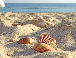Muscheln am Strand