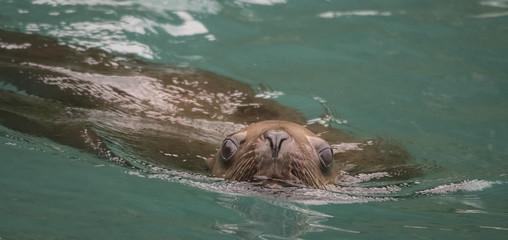 Obraz premium Curious Sea Lion, Anian Islands, Alaska