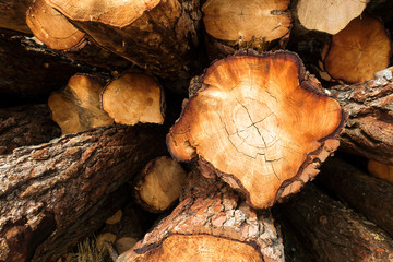 Tree trunks stacked