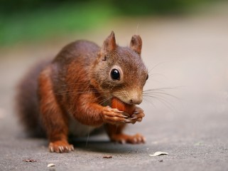 Eichhörnchen