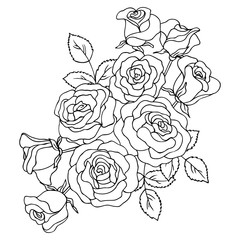 vector contour illustration of rose flowers