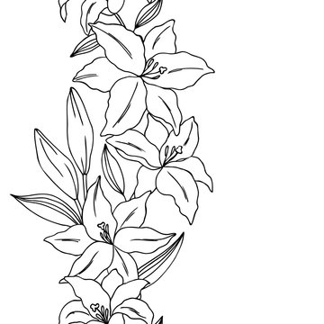 vector contour illustration of lily flowers