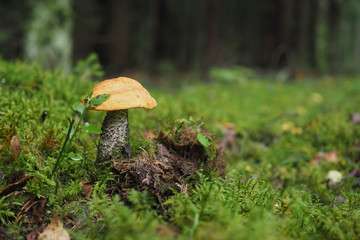 Birken-Rotkappe, Leccinum versipelle