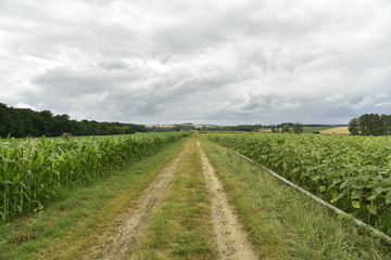 Fototapeta na wymiar Chemin séparant les champs de maïs et de tournesols, sous un ciel gris près de Fontaine ,au Périgord Vert