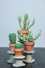 Kakteen und Sukkulenten