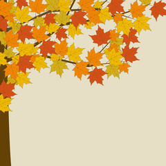Autumn maple. Tree with yellow leaves. 