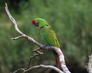 Military macaw