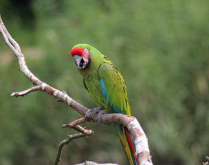 Military macaw