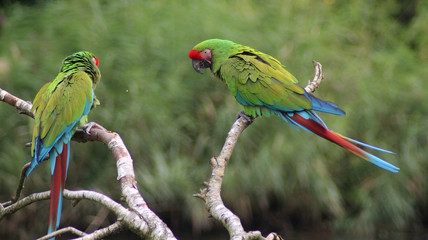 Military macaw © Michael Meijer
