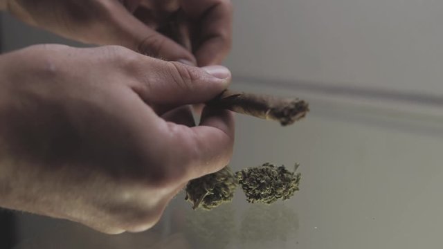 twisting a blunt with marijuana weed a in hand close-up . Men's hands twist blunt for smoking weed